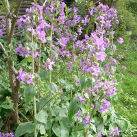 Judaspenge (Lunaria annua)