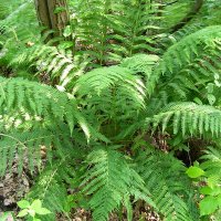 Fjerbregne (Athyrium filix-femina)