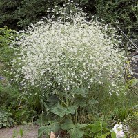 K�mpesl�r (Crambe cordifolia)