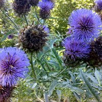 Kardon (Cynara cardunculus)