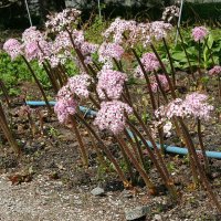 Skjoldblad (Darmera peltata)