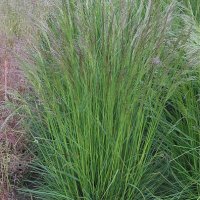 Mosebunke (Deschampsia cespitosa)