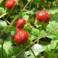 Indisk Jordb�r (Duchesnea indica)