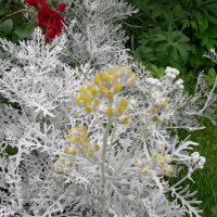Gr�blad (Senecio bicolor)