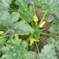 Squash (Cucumis pepo)